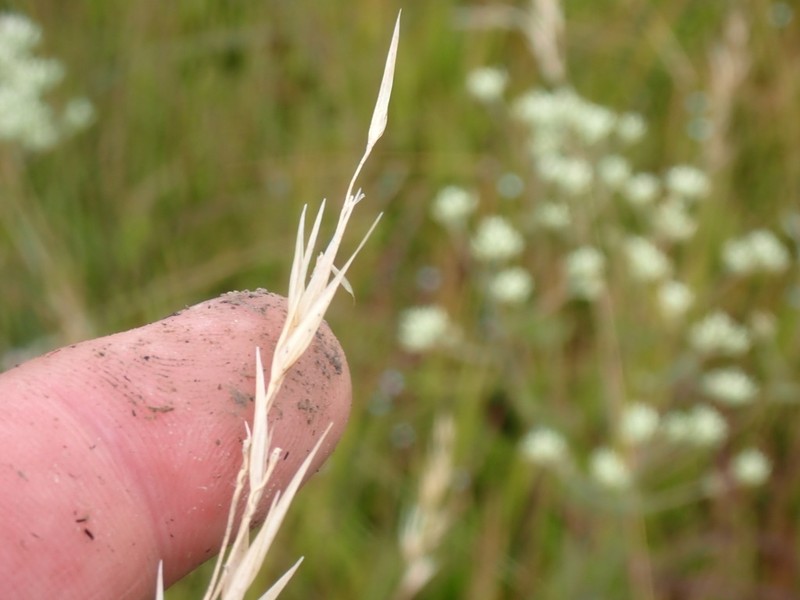 Carolina Oatgrass photo 5