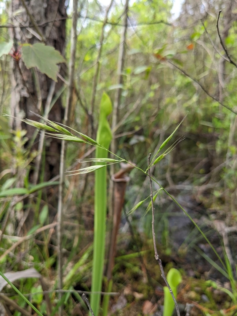 Carolina Oatgrass photo 6