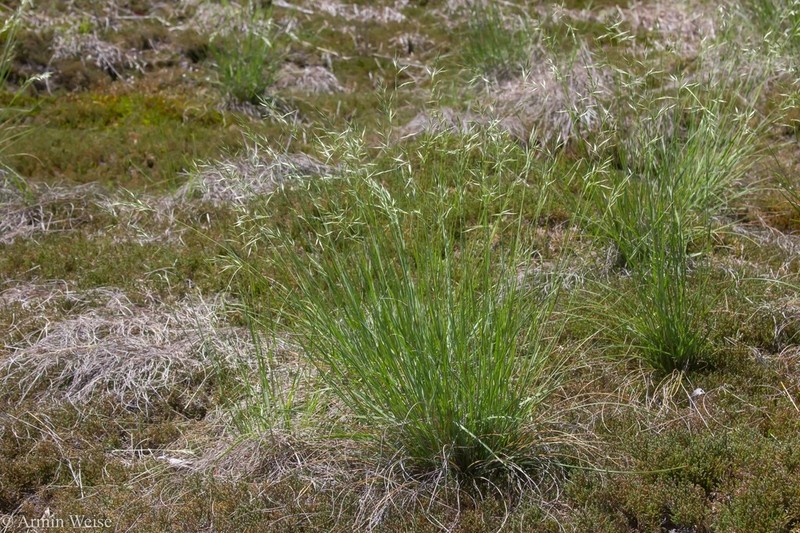Carolina Oatgrass photo 8