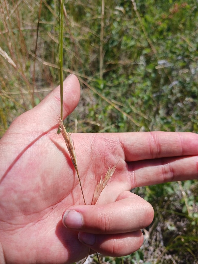 Timber Oatgrass photo 2