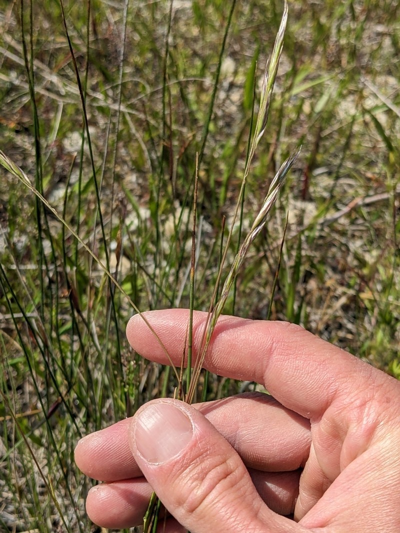 Timber Oatgrass photo 3