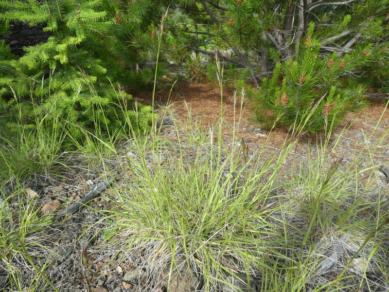 Timber Oatgrass photo 4