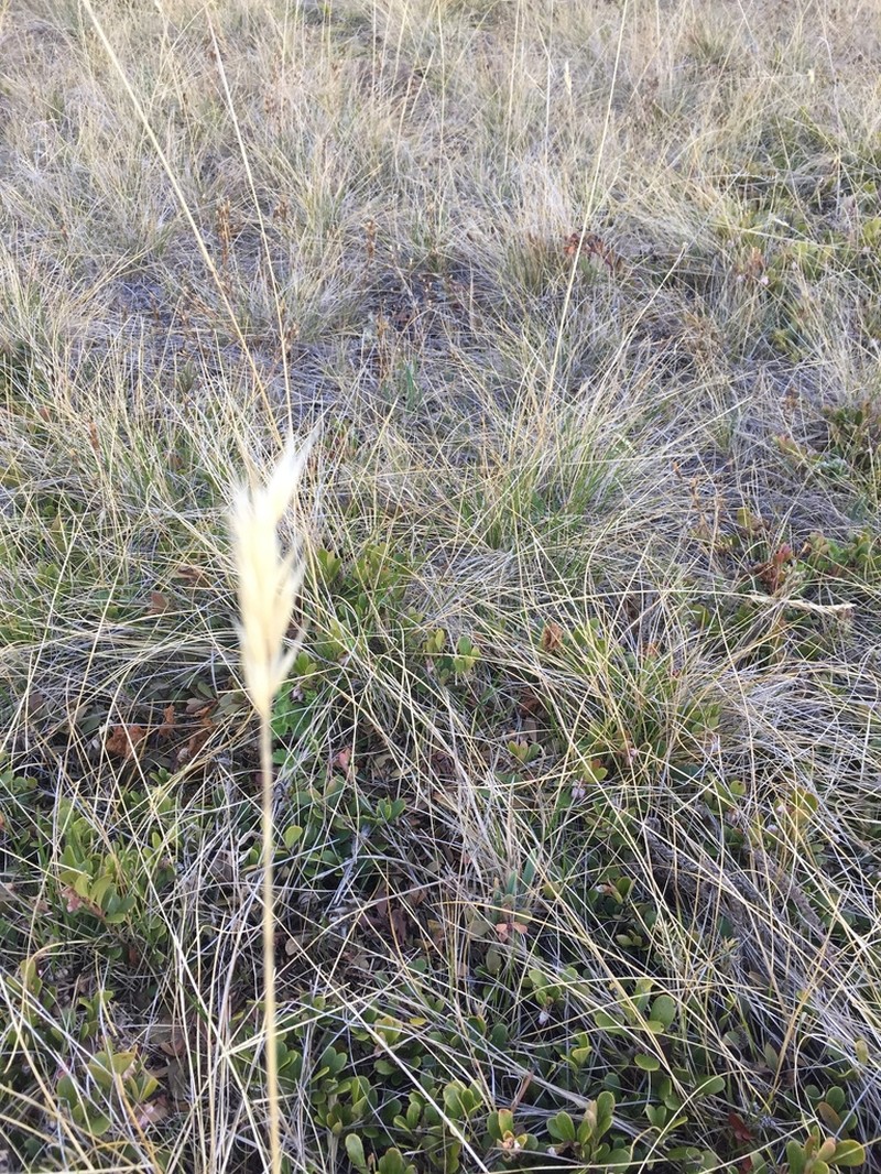 Timber Oatgrass photo 5