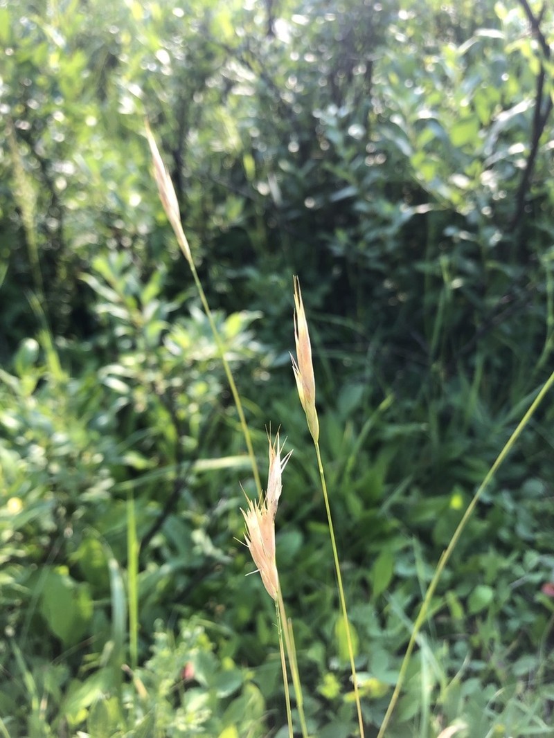 Timber Oatgrass photo 6