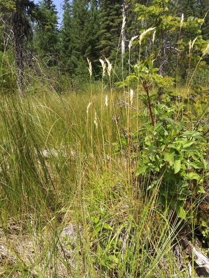 Timber Oatgrass photo 7