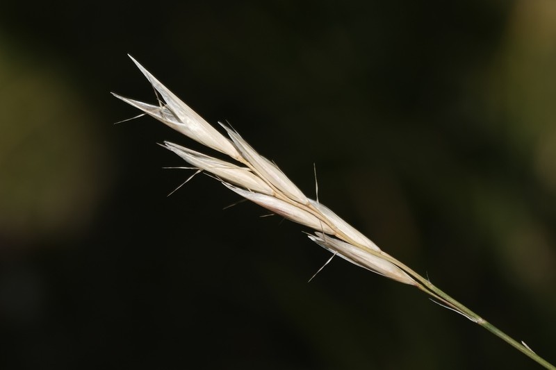 Timber Oatgrass photo 8
