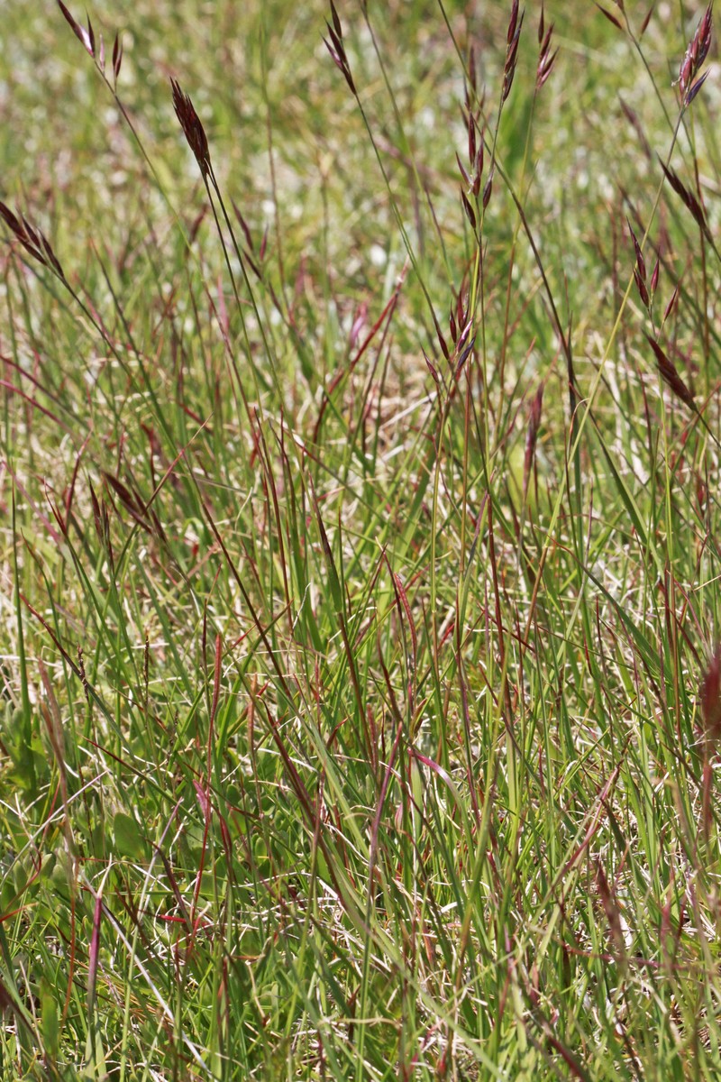 Danthonia intermedia subsp. intermedia photo 3