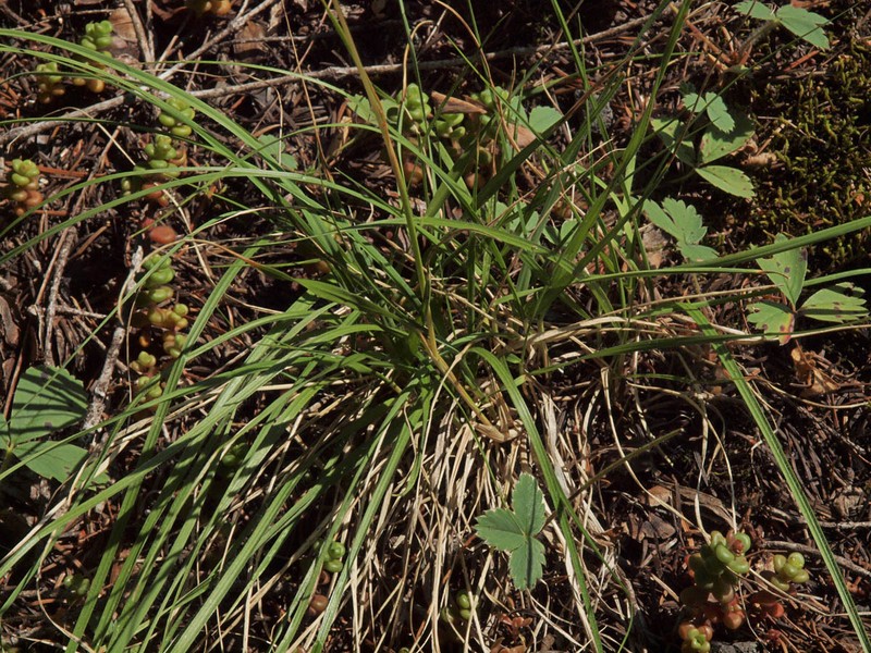 Danthonia intermedia subsp. intermedia photo 4