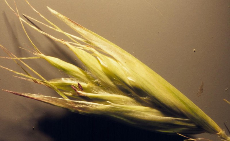 Parry's Oatgrass