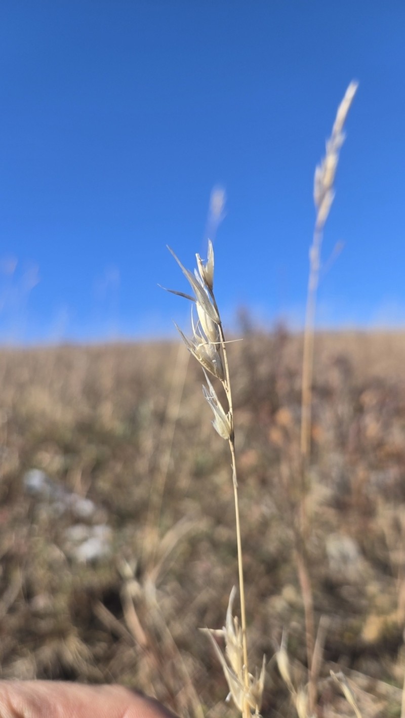 Parry's Oatgrass