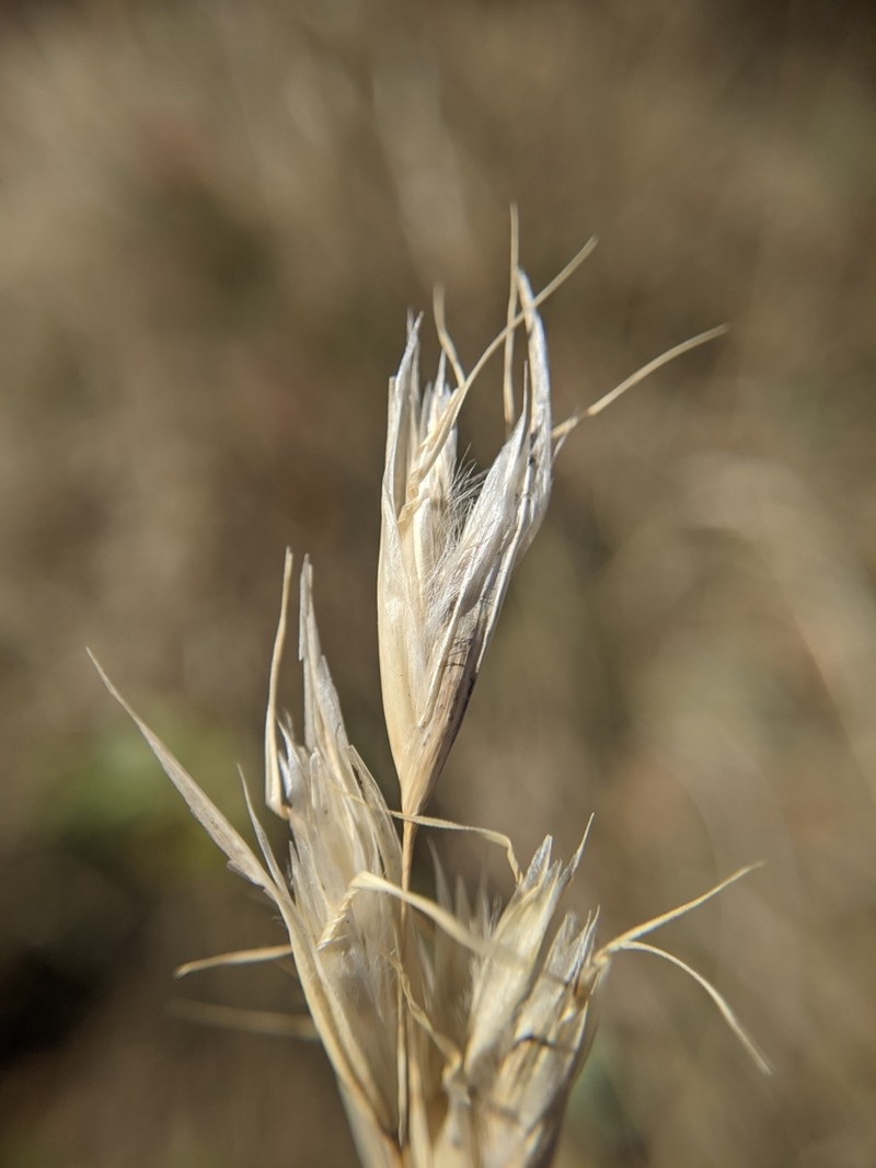 Parry's Oatgrass photo 2