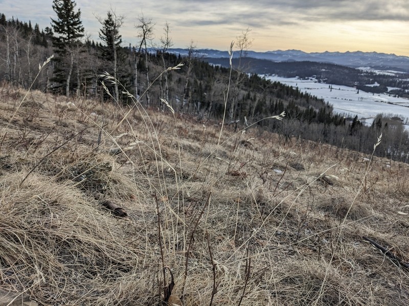 Parry's Oatgrass photo 3
