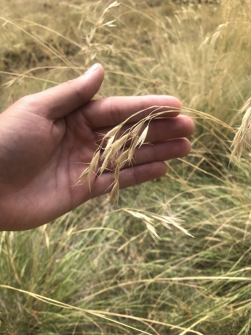 Parry's Oatgrass photo 4