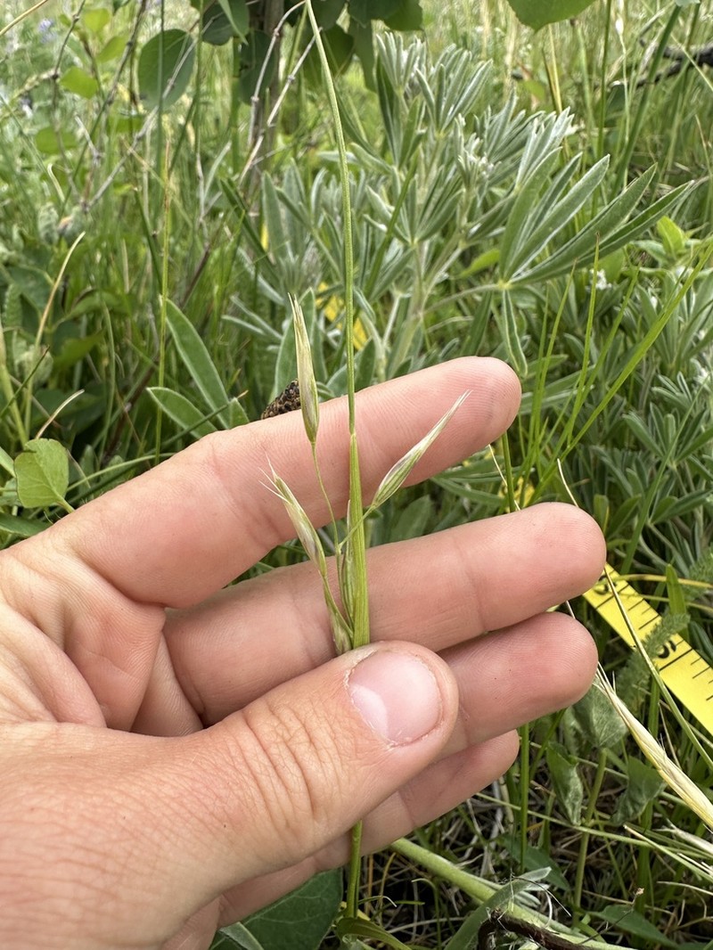 Parry's Oatgrass photo 5