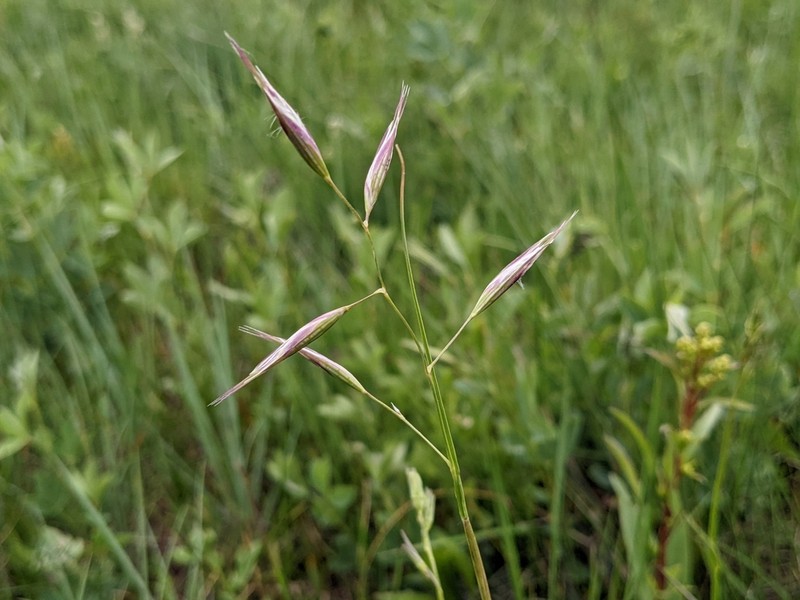 Parry's Oatgrass photo 6