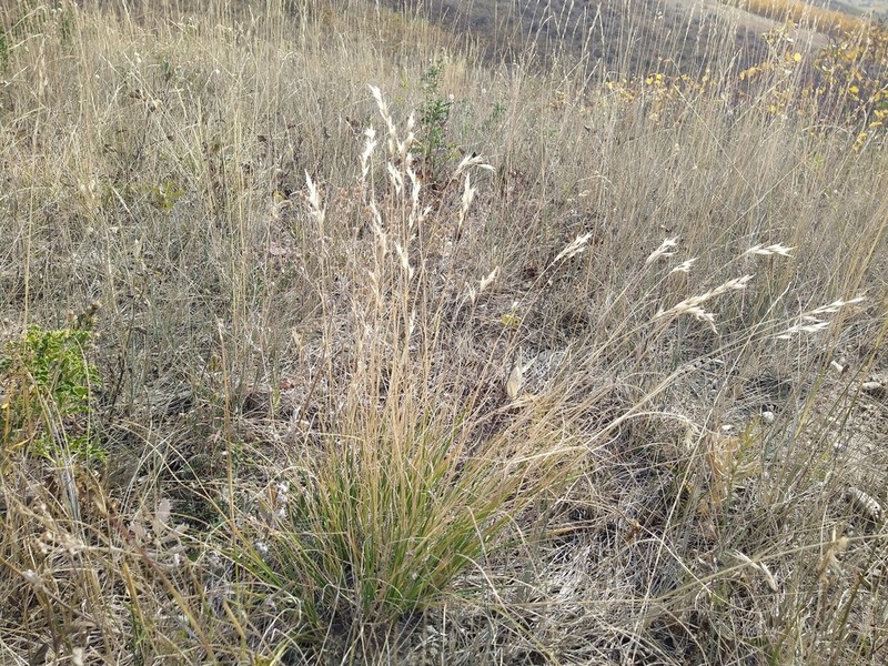 Parry's Oatgrass photo 7