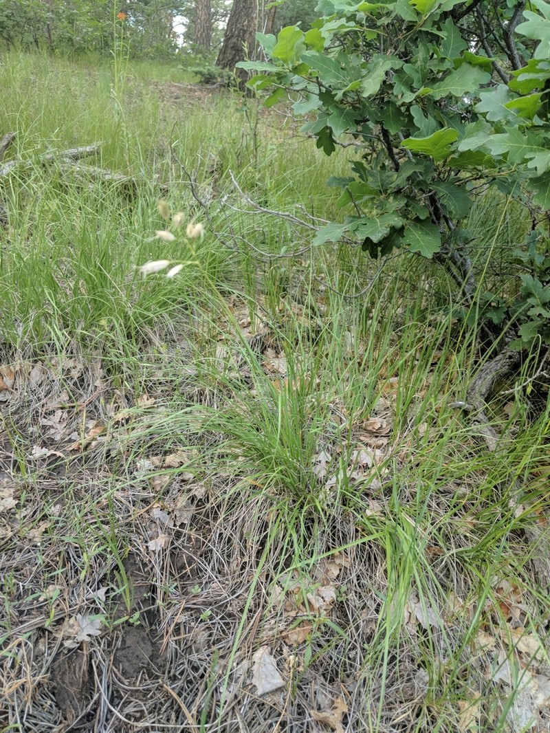 Parry's Oatgrass photo 8