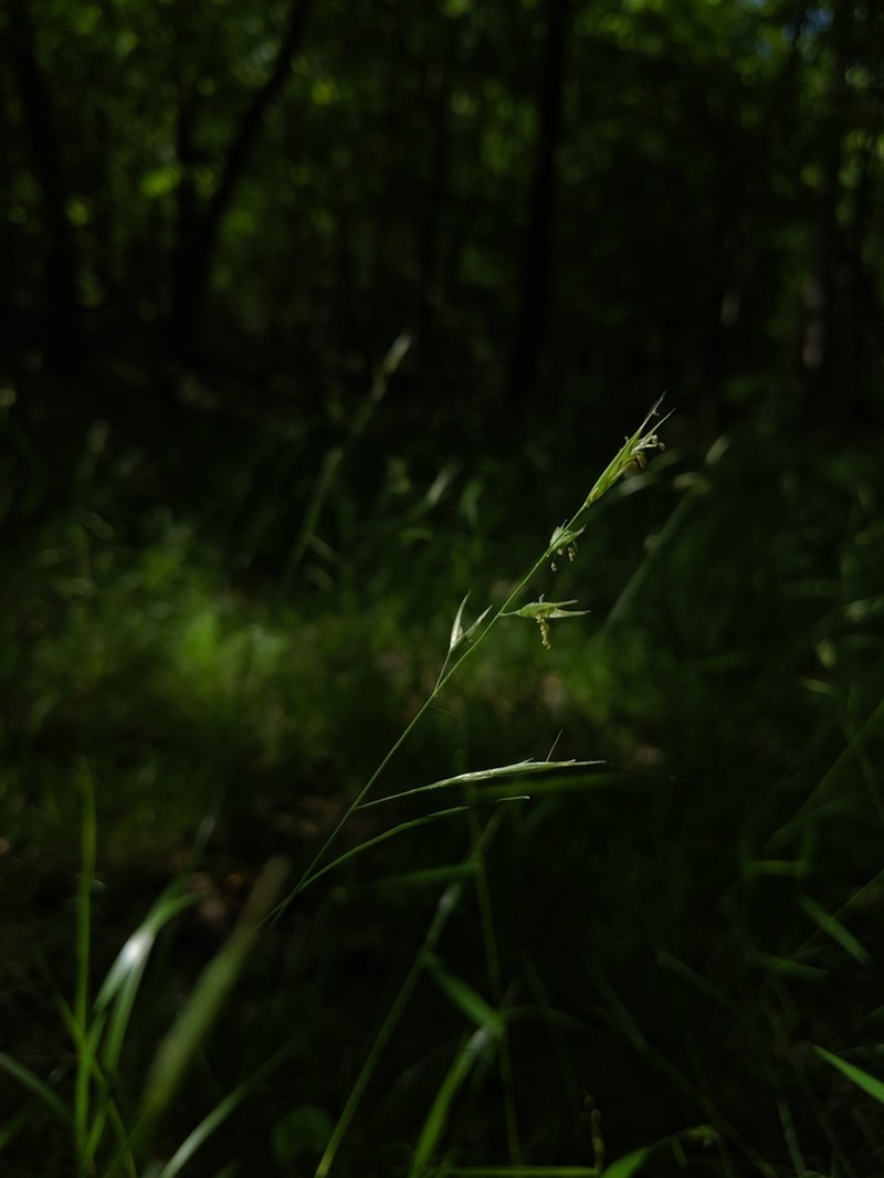 Downy Danthonia photo 2