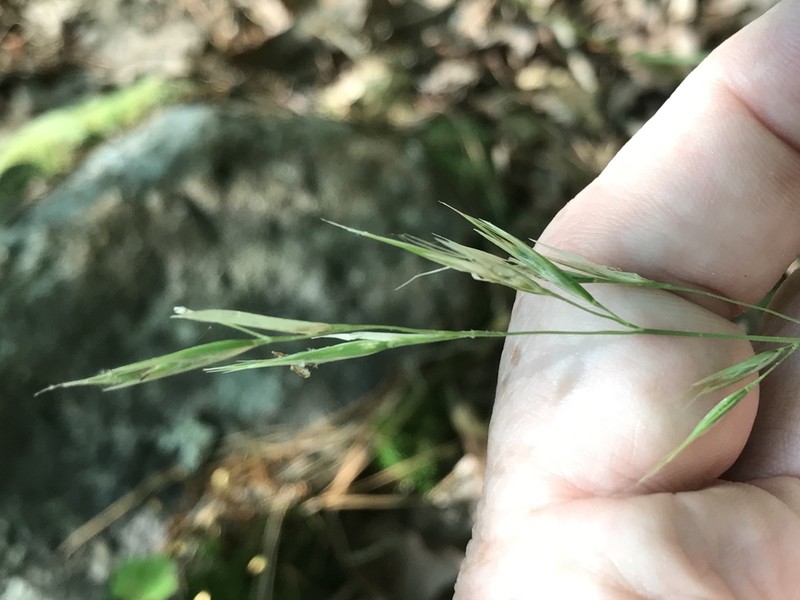Downy Danthonia photo 3