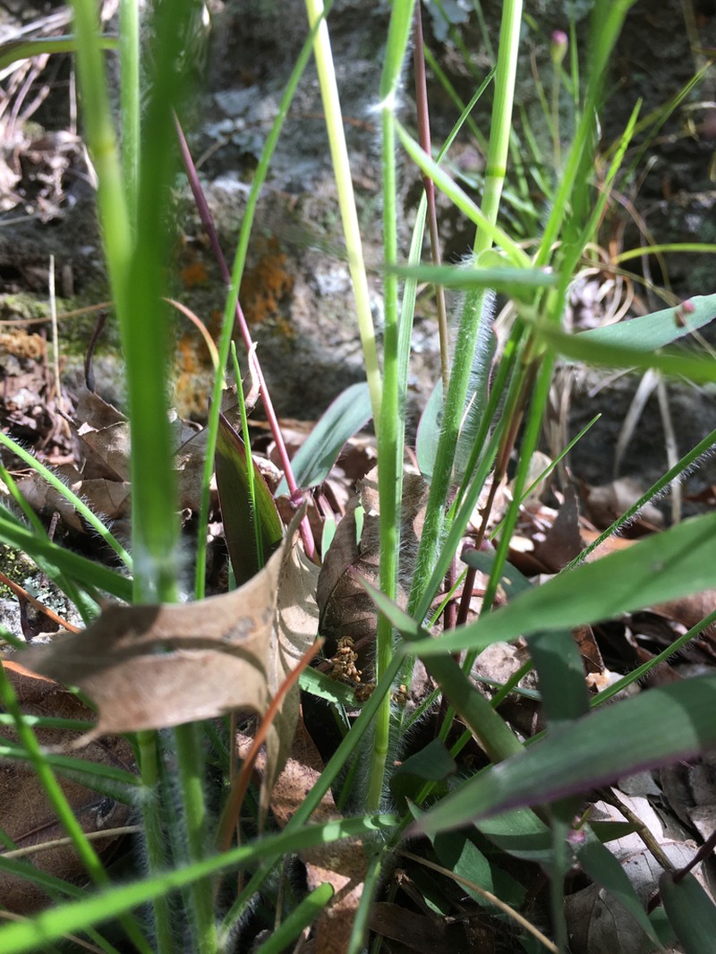 Downy Danthonia photo 5