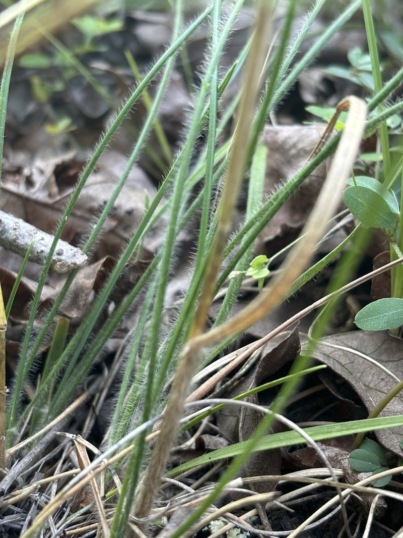 Downy Danthonia photo 6