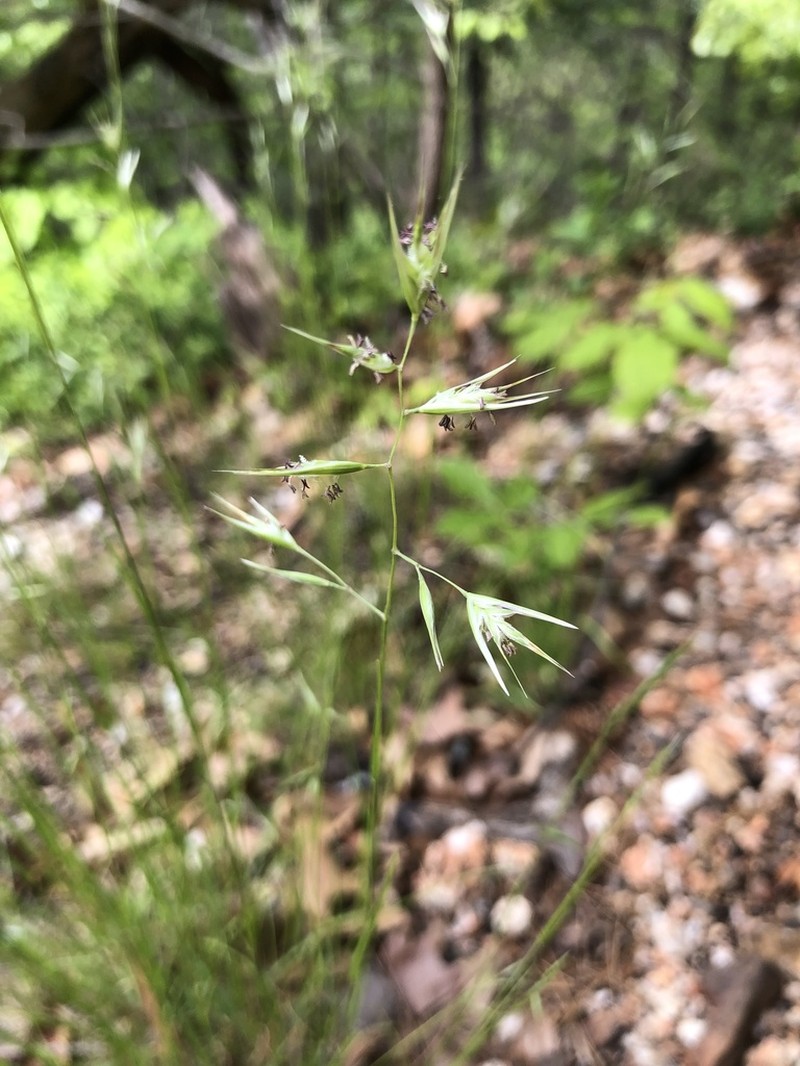 Poverty Oatgrass