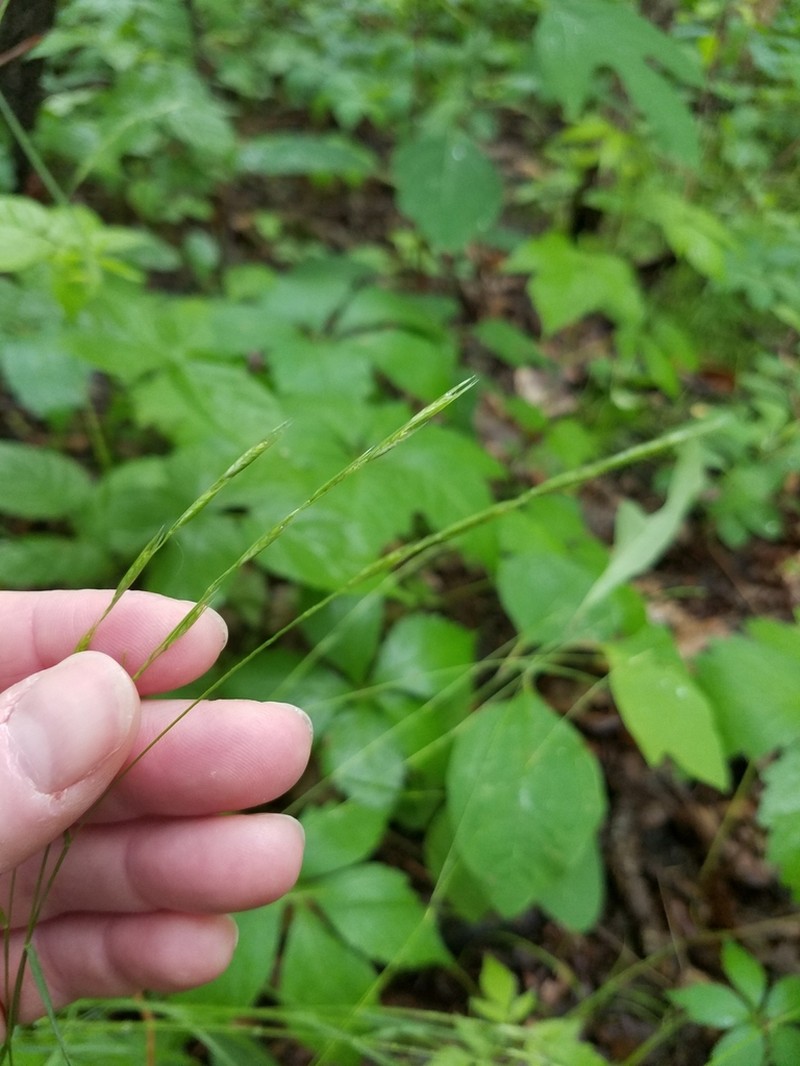 Poverty Oatgrass photo 2