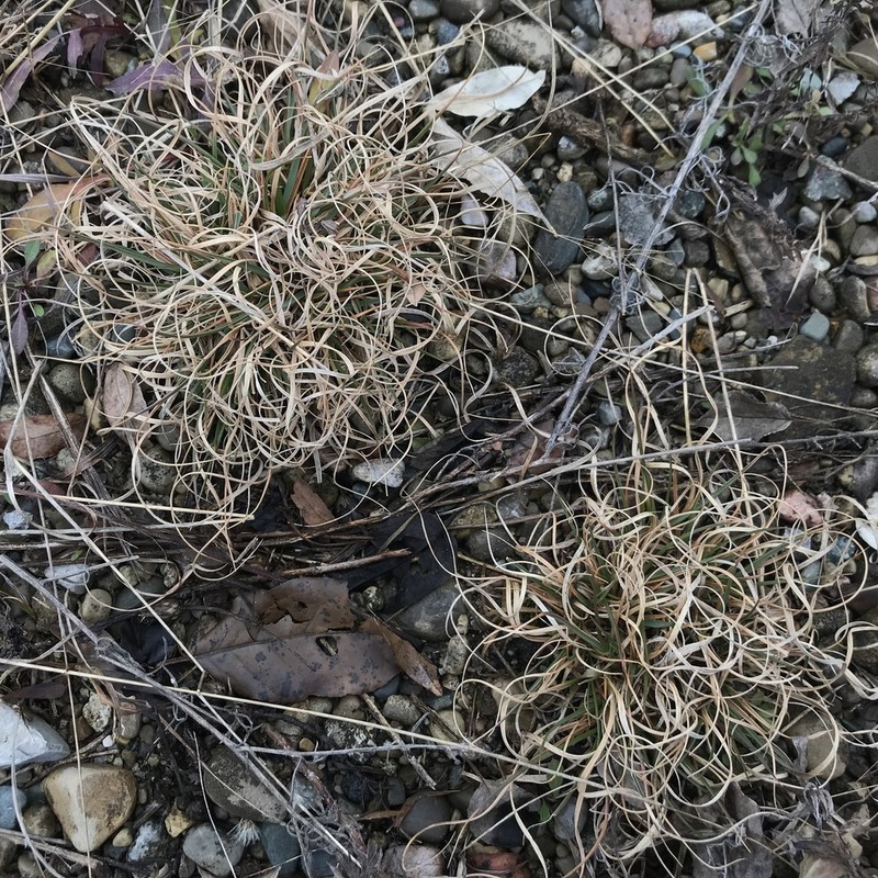 Poverty Oatgrass photo 3
