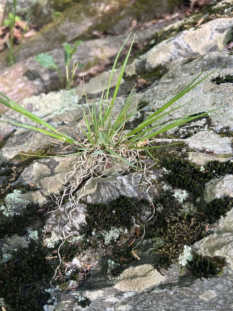 Poverty Oatgrass photo 4