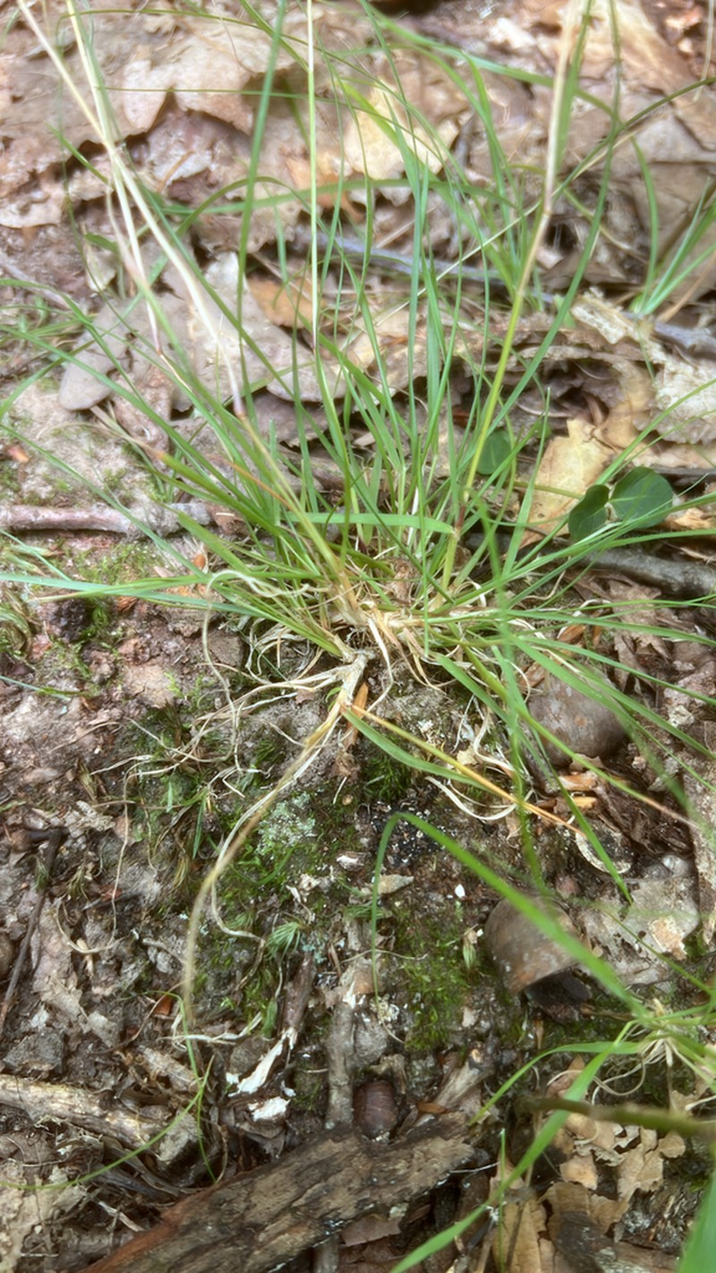 Poverty Oatgrass photo 5