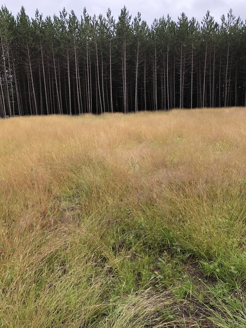 Poverty Oatgrass photo 6
