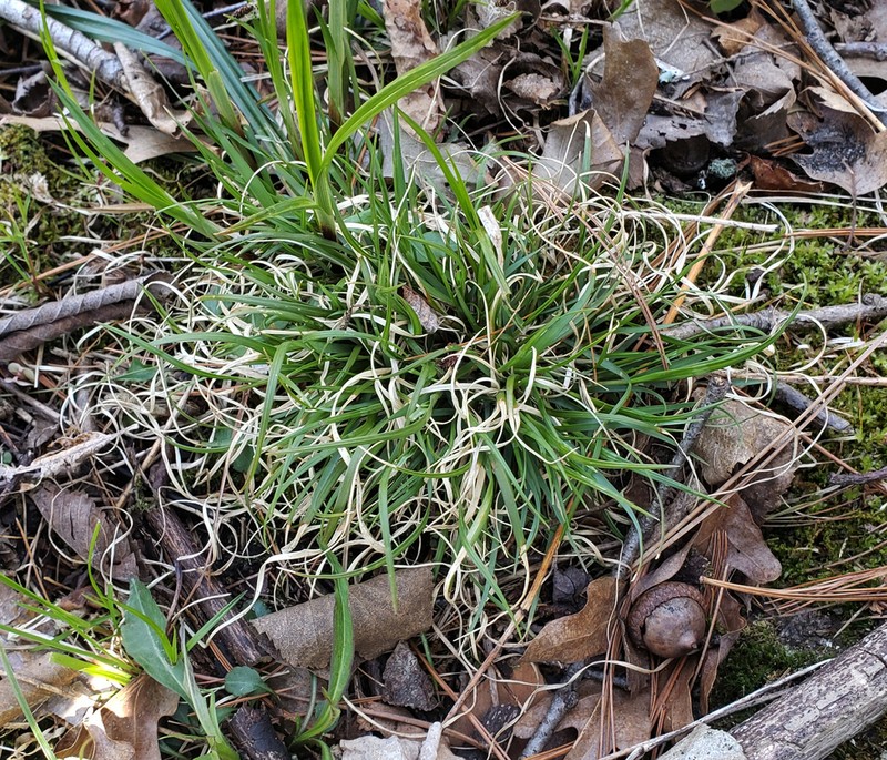 Poverty Oatgrass photo 7
