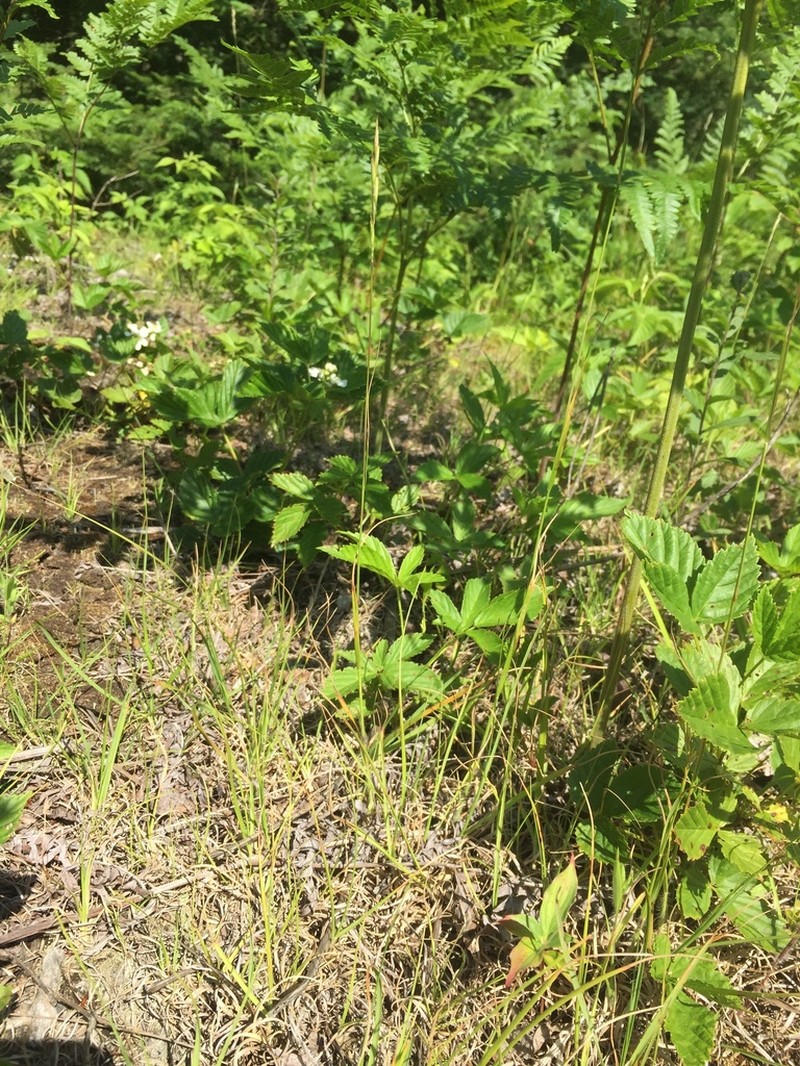 Poverty Oatgrass photo 8