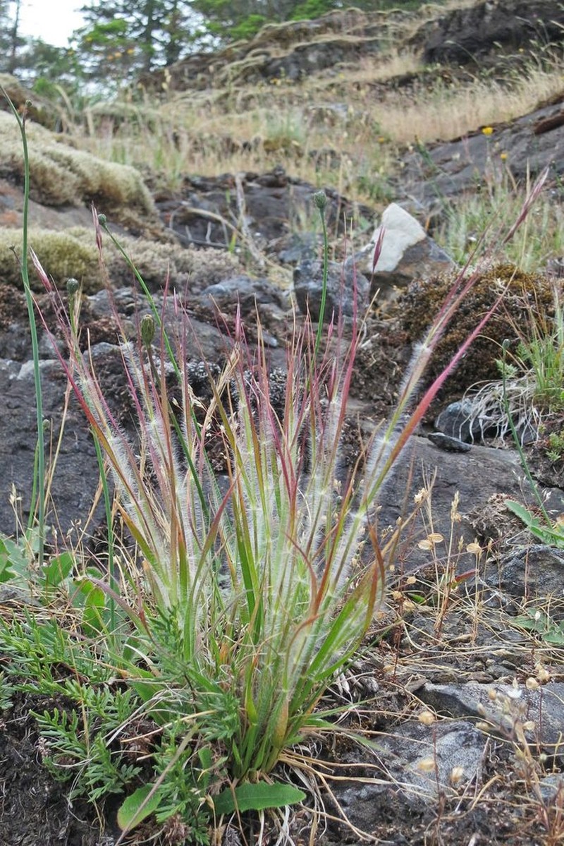 Onespike Danthonia photo 2