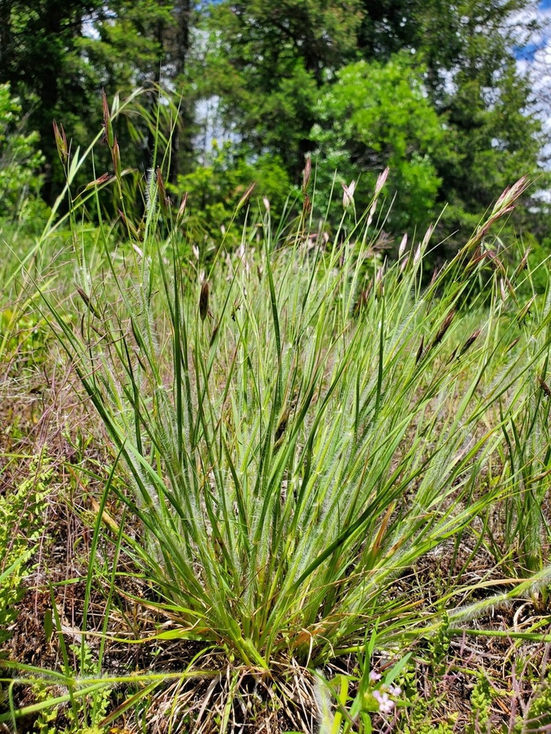 Onespike Danthonia photo 4