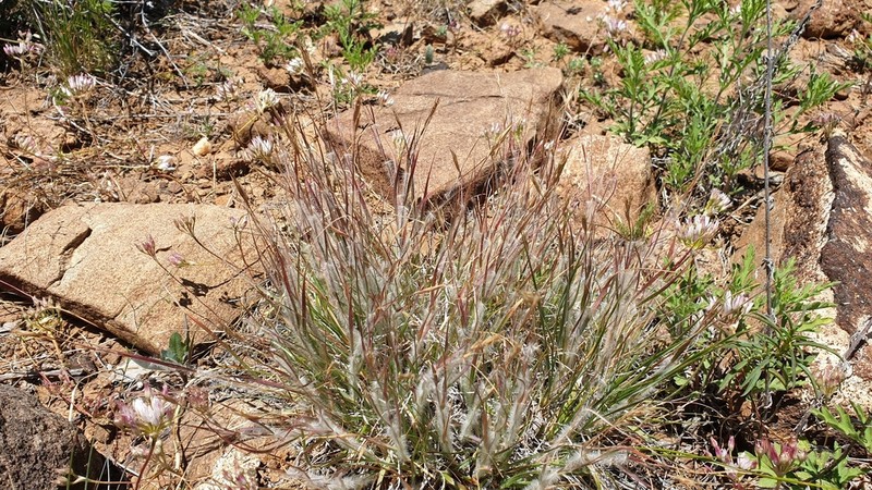Onespike Danthonia photo 5