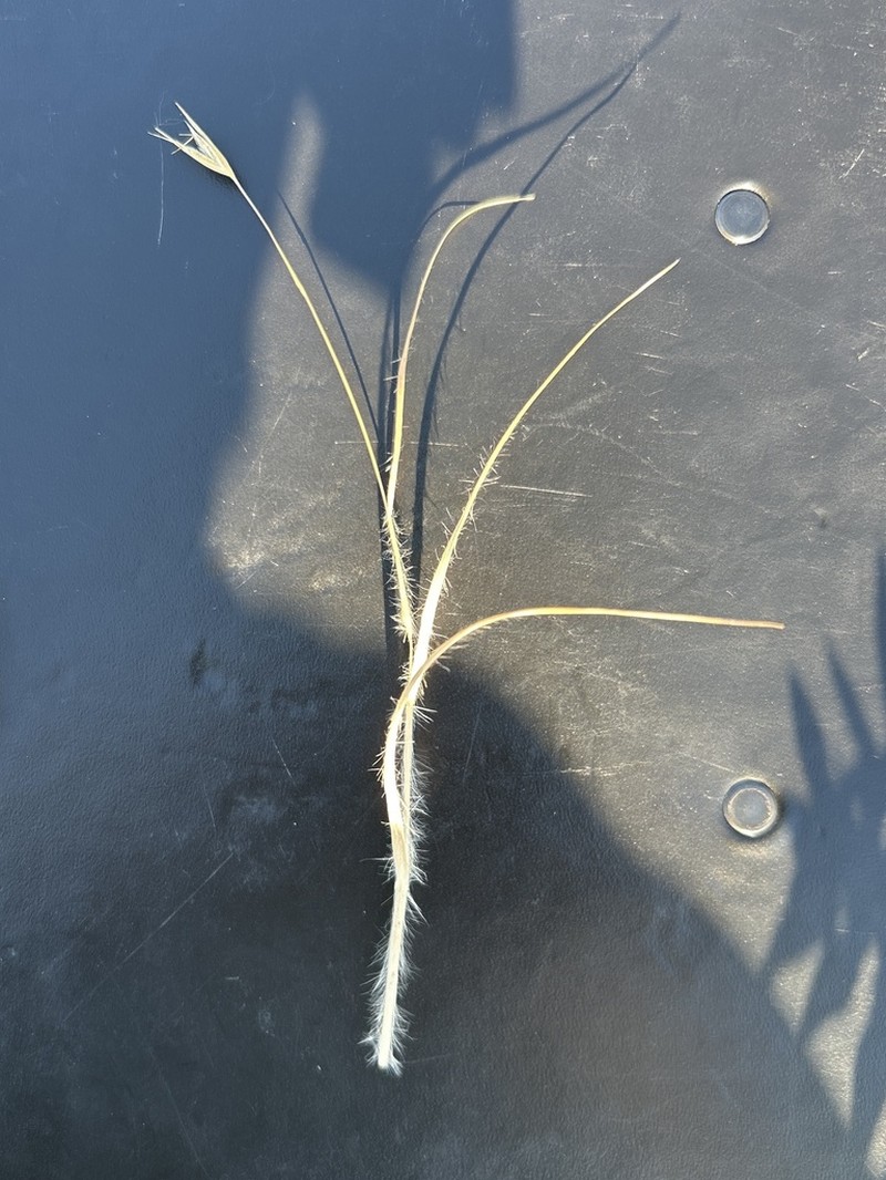 Onespike Danthonia photo 7