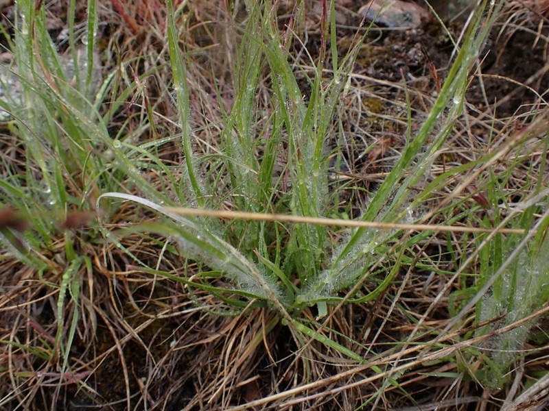 Onespike Danthonia photo 8