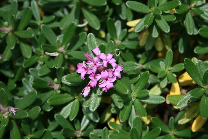 Daphne × neapolitana