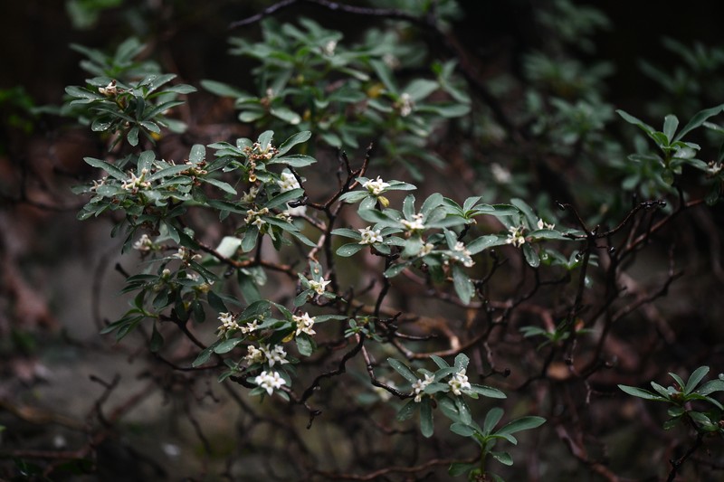 Daphne alpina subsp. alpina