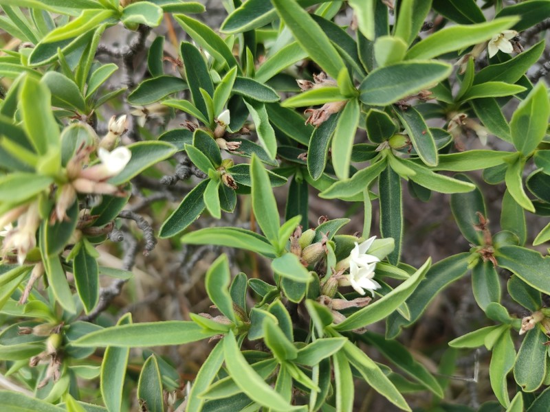 Daphne alpina subsp. alpina photo 2