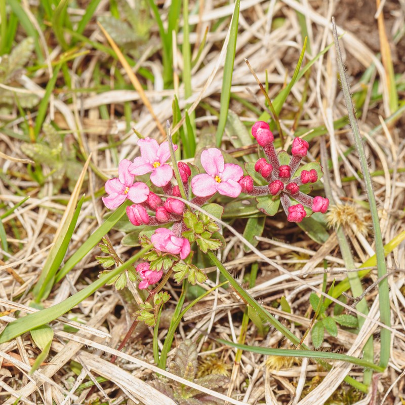Garland-Flower photo 2
