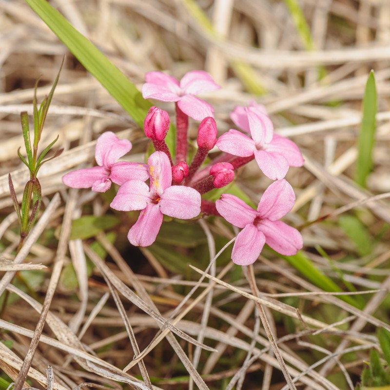 Garland-Flower photo 3