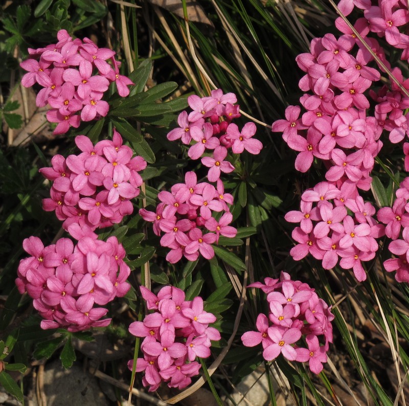 Garland-Flower photo 4