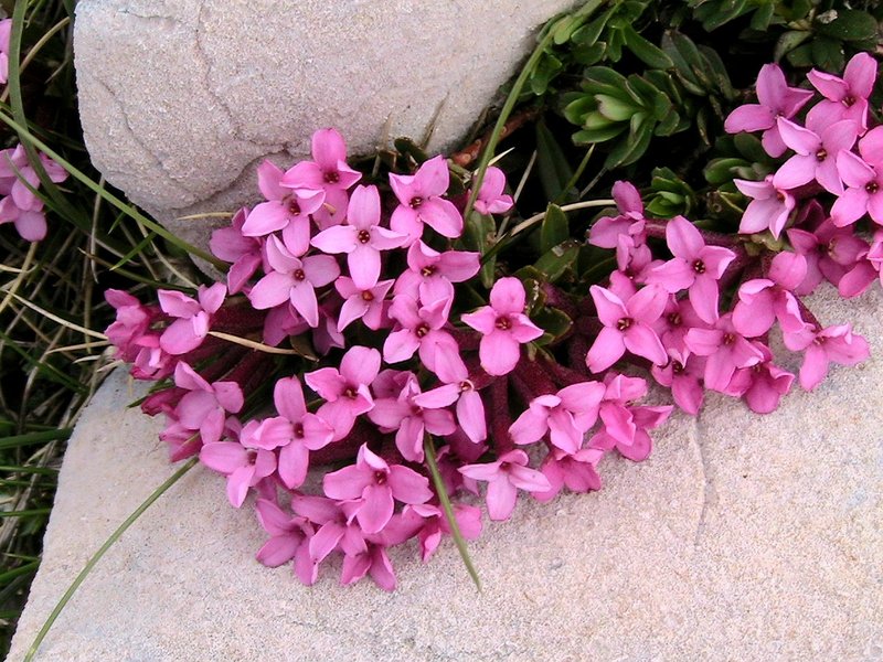 Garland-Flower