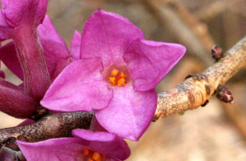 Garland-Flower photo 5