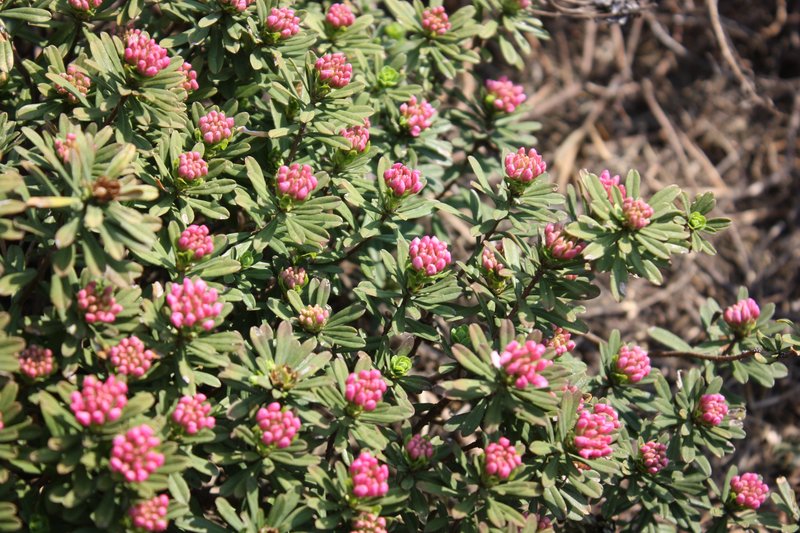 Garland-Flower photo 6