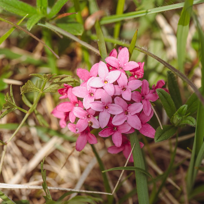 Garland-Flower photo 7