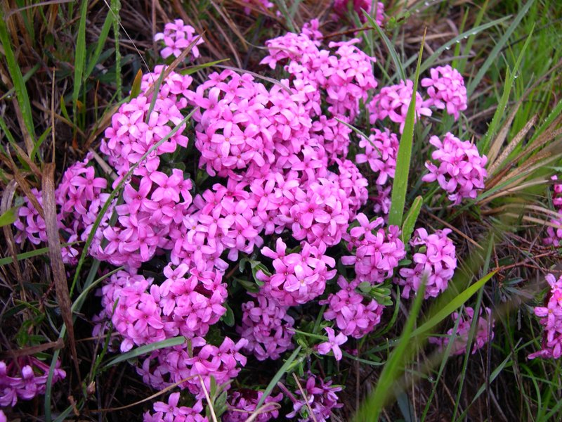 Garland-Flower photo 8