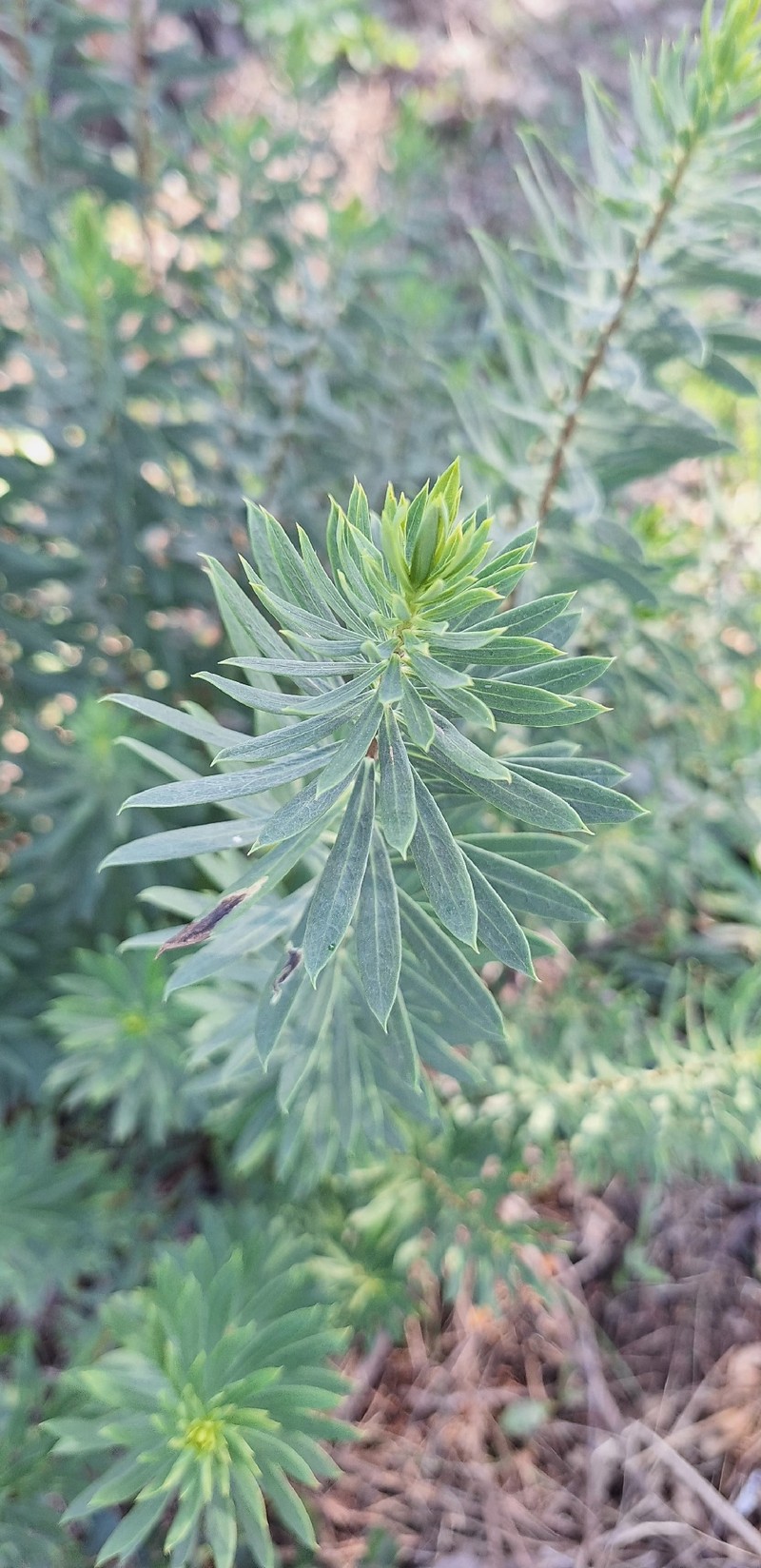 Daphne gnidium subsp. gnidium